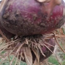 丰县洋葱苗主产区，现有洋葱苗保产量包成活包回收价格合适