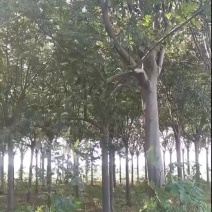 栾树1/20公分