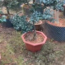 乙女茶梅。日本品种茶梅粉色花
