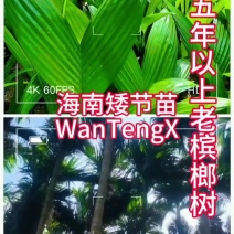 海南本地矮节槟榔苗量大从优