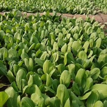 山西大同本地一手货源精品油菜