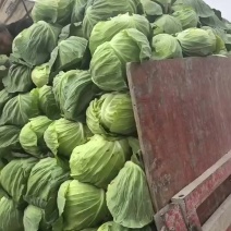 圆包菜一上市