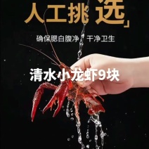 液氮小龙虾9块Liuwu【柳伍】清水小龙虾3-5钱/4-