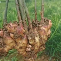 云南小黄姜一件代发