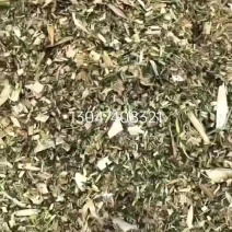 玉米黄贮饲料