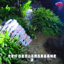 广西精品西瓜红芭乐苗水果苗新鲜现货大量现货