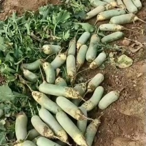 水果萝卜大量上市，