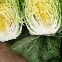 坐标河北保定产区，大量供应黄心，新三白菜，叶绿心黄