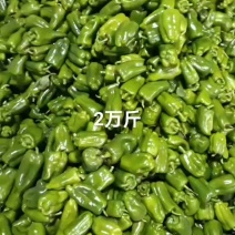 产地直供农户直采万亩太空椒大量上市中专业包装团队