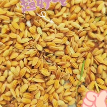 黎禾米，富含多种微量元素的健康主食，低脂易消化，滋养全家。