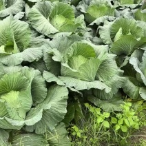 好白菜几天后大量上市
