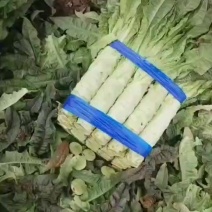 基地莴笋