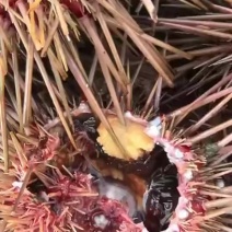 自助餐小海胆
