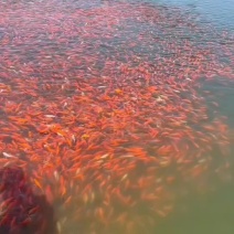 中个红草，