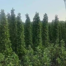 火山榕大量上市