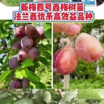 优质李子苗新梅4号李子苗蜂糖李苗基地直供欢迎来电