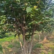 苗圃大量出售地径5-8公分丛生紫荆
