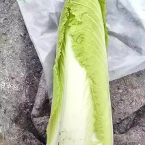 玉田二包尖。十月中旬以后上市需要的提前联系