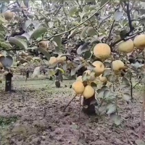 酥梨正在出售中