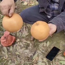 晚秋梨正在出售中