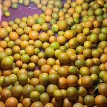 融安脆密金桔准备上市啦，皮脆汁多