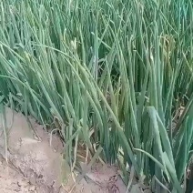 大葱正在出售中