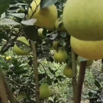 安江冰糖柚（小苦柚）脆甜水份多