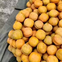 河北遵化磨盘柿子