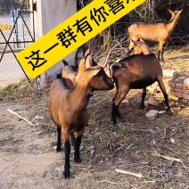 红鹿奶山羊，二产前期奶，日产八斤奶。