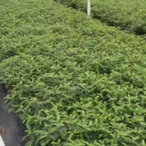 精品清香木胡椒木基地直供