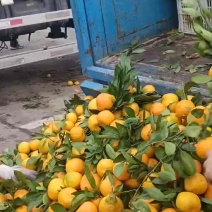 大家好，货源充足，大量供应欢迎新老客户前来对接