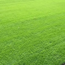 马尼拉草坪