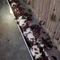 美洲大蠊