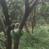 广西浦北龙门茶枝柑鲜果/青皮
