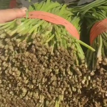韭菜精品头刀韭菜大量上市货源充足欢迎老板联系合作