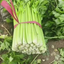 精品西芹大量有货