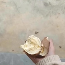 黄心木薯