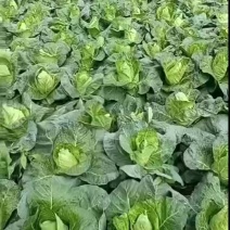鸡️️心菜