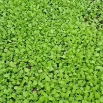 火锅菜