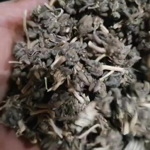 野生带草头猫爪草