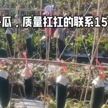 黑及冬瓜厂地直发