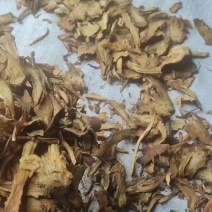 当归油片