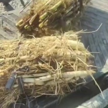 白洋淀野生芦苇苗，大量批发，根系发达粗壮