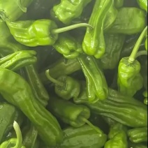 薄皮椒通货