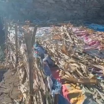 精品辽南老式国光大量有货