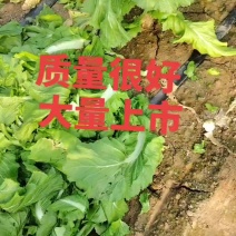安徽省砀山产区儿菜大量上市