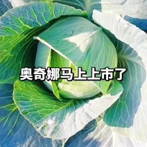 扁包菜，5月上市奥奇娜，6月上市盘龙南瓜和甜玉米