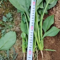 菠菜有货，实力代收