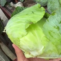 扁包菜，奥奇娜