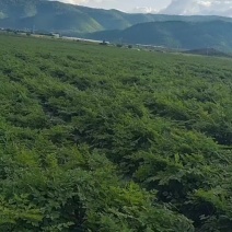 云南香格里拉当归，有300亩出售